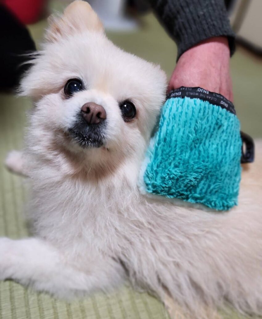 水だけクロス/エンヨー&petcare Tomo 1