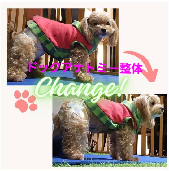 水だけクロス/エンヨー&petcare Tomo 2