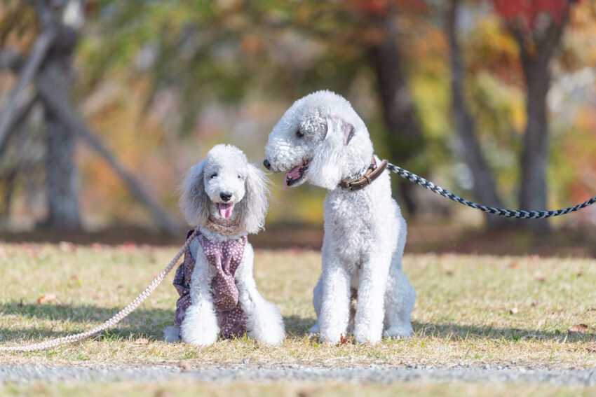 Pet Garden Studio Atelier Cuddly 3