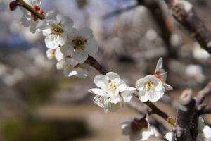 佐野梅林公園でお散歩！