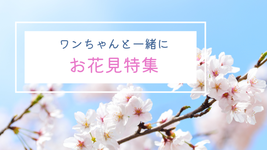ワンちゃんと行くお花見スポット