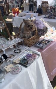 ロハスマルシェで看板犬してきたよ！