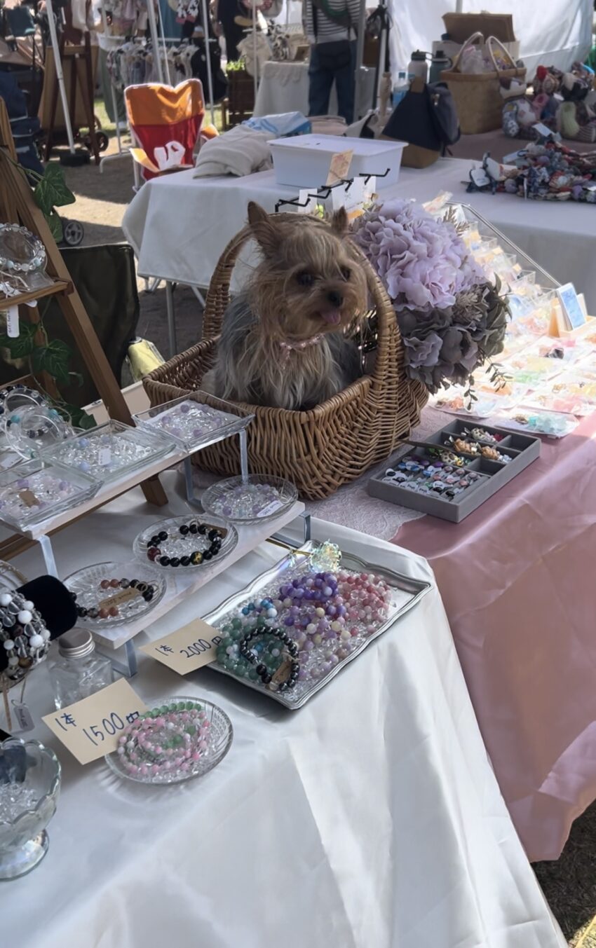 ロハスマルシェで看板犬してきたよ！