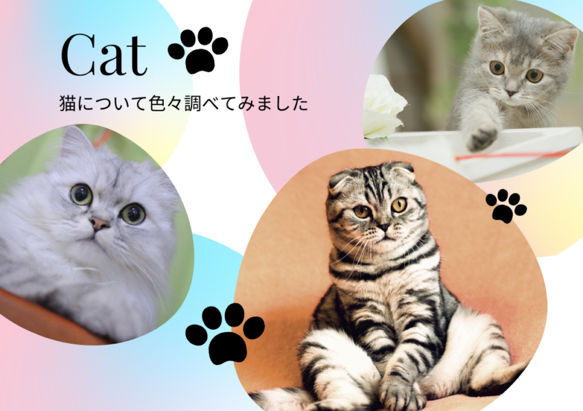 Cat　－猫について色々調べてみました－