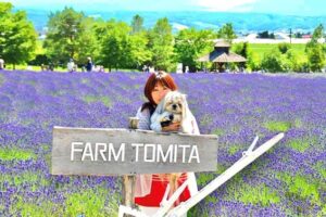 愛犬と行く夏のお薦め旅行