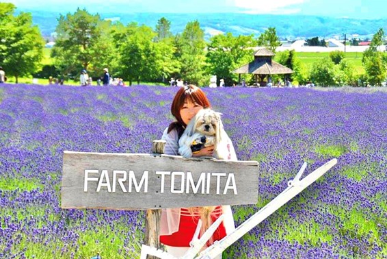 愛犬と行く夏のお薦め旅行