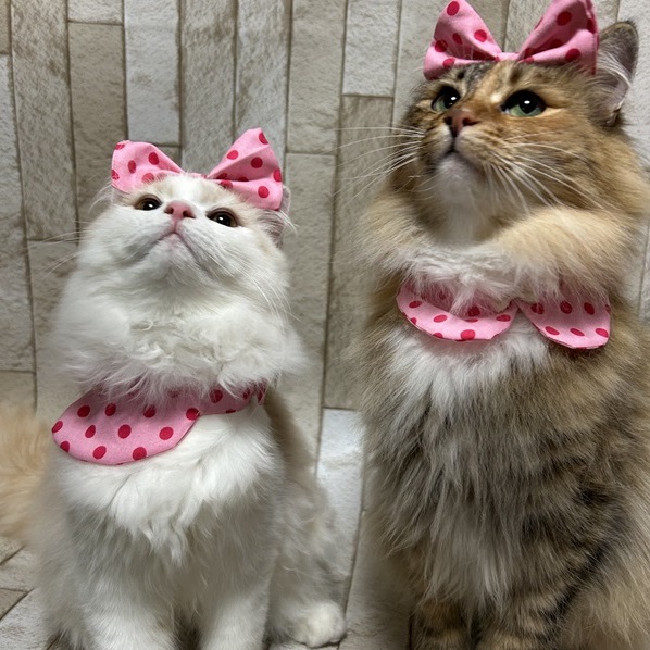 Ran♀4歳 &Lily♀ 1歳