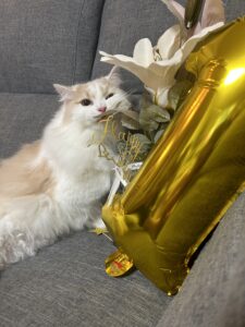 1歳になりました。