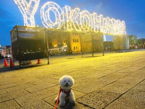 2024犬夜市に行ってきたよ