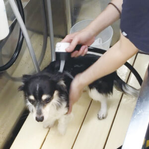 ワンプーの使い方