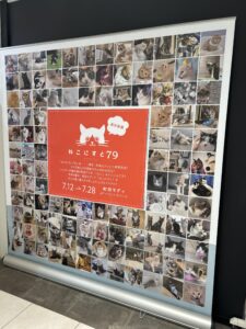 ねこにすとに行ってきました