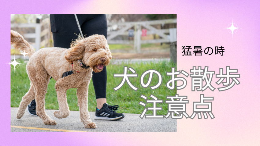 猛暑の時の犬のお散歩の注意点