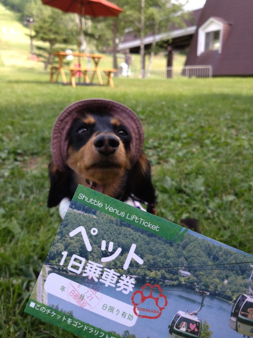 蓼科旅行　白樺高原