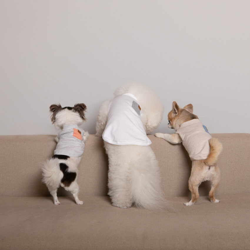with dogapparel 4