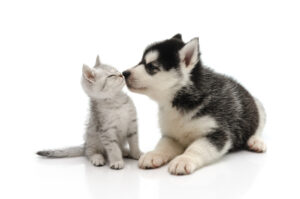 その命を守れるのは、 飼主の愛だけです