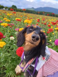 山中湖　花の都公園