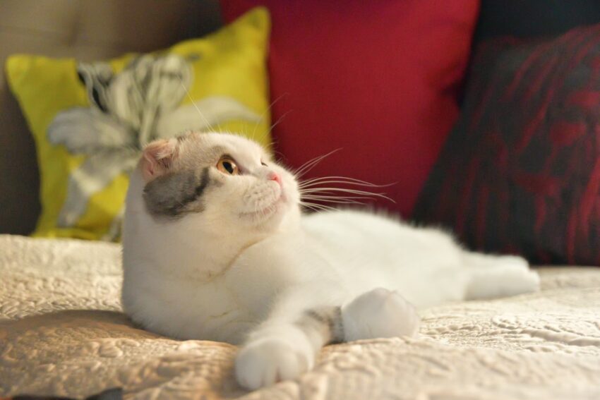 しろいねこ 2