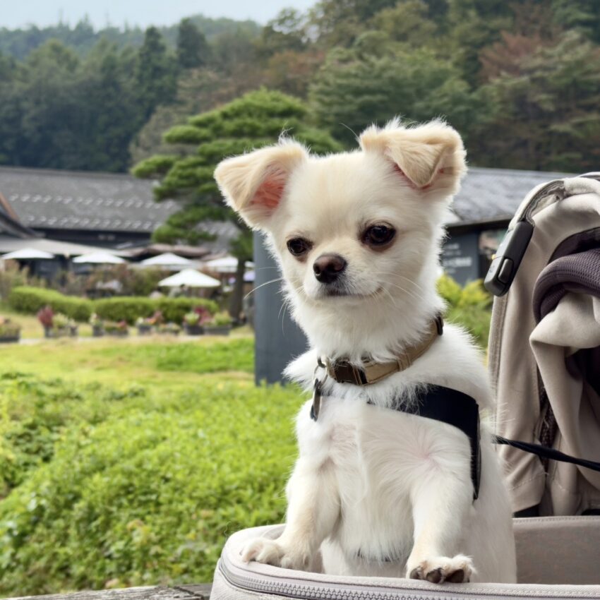 アンバサダーまだらパパ 1