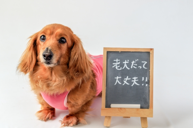 老犬の冬のケアで注意するべきポイント10選