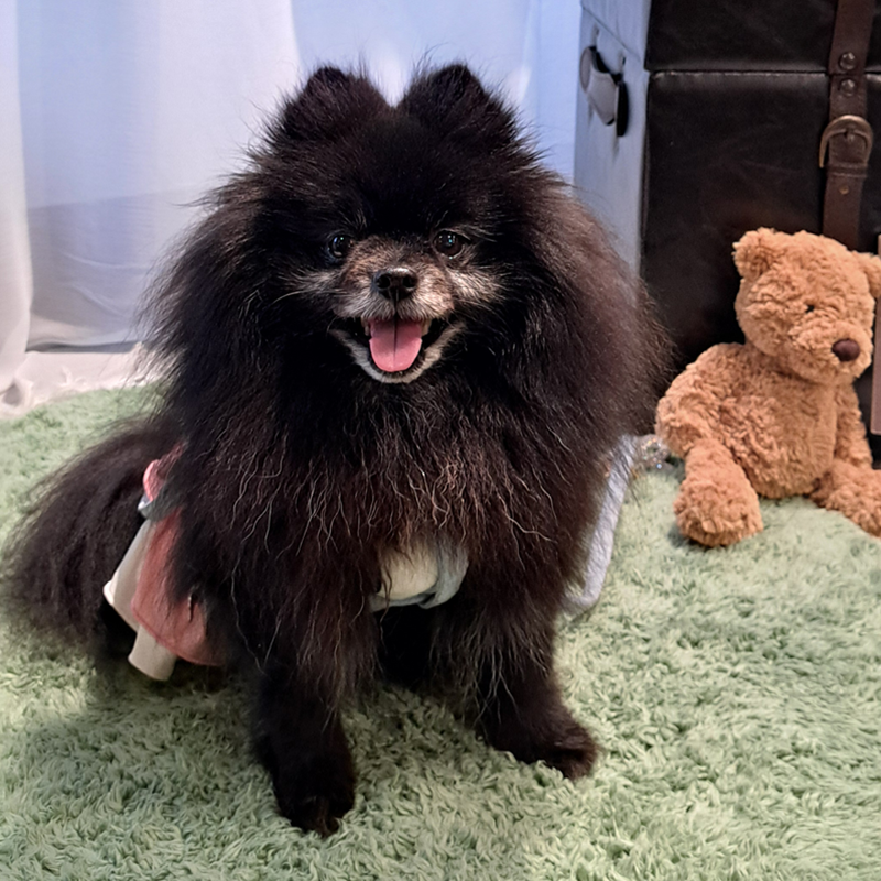 プリン♀　11歳
