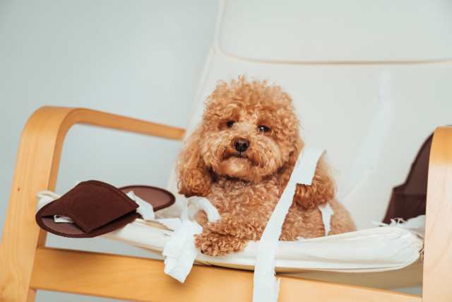 年末年始〜春先の“あるあるトラブル”予防カレンダー（犬猫）