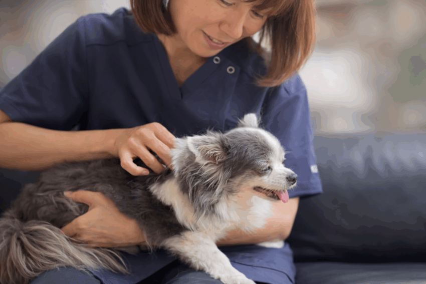 KDC(Kanako's Dog&Cat Chiropractic) 2