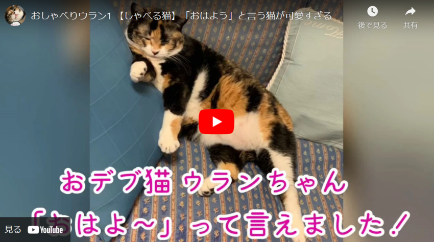 おしゃべりウラン動画　「おはよう」と言う猫が可愛すぎる