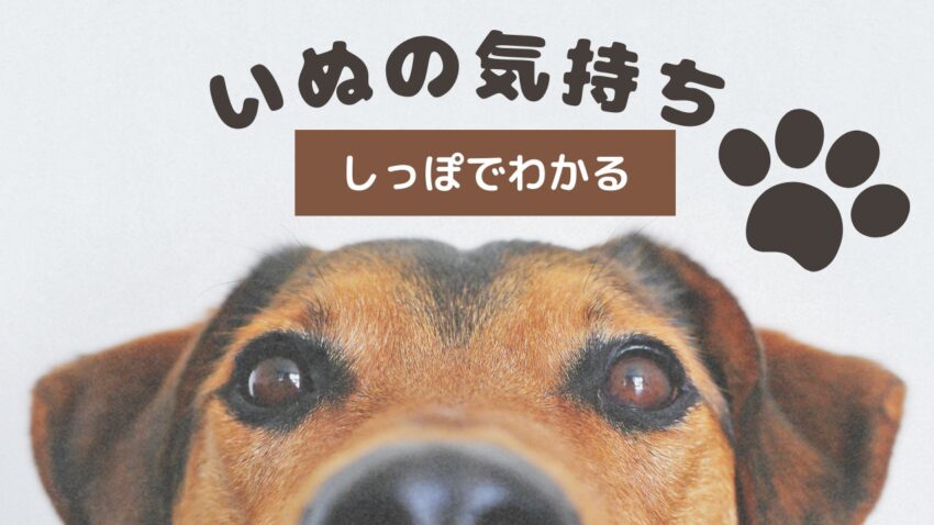 しっぽからわかる犬の気持ち