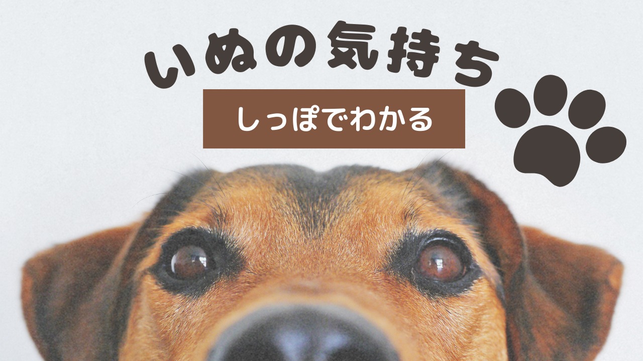 わんこのしっぽ 室内ドッグラン | わんこのしっぽ