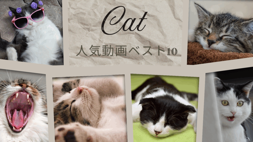 🐱ねこちゃん人気動画ベスト10【保存版】