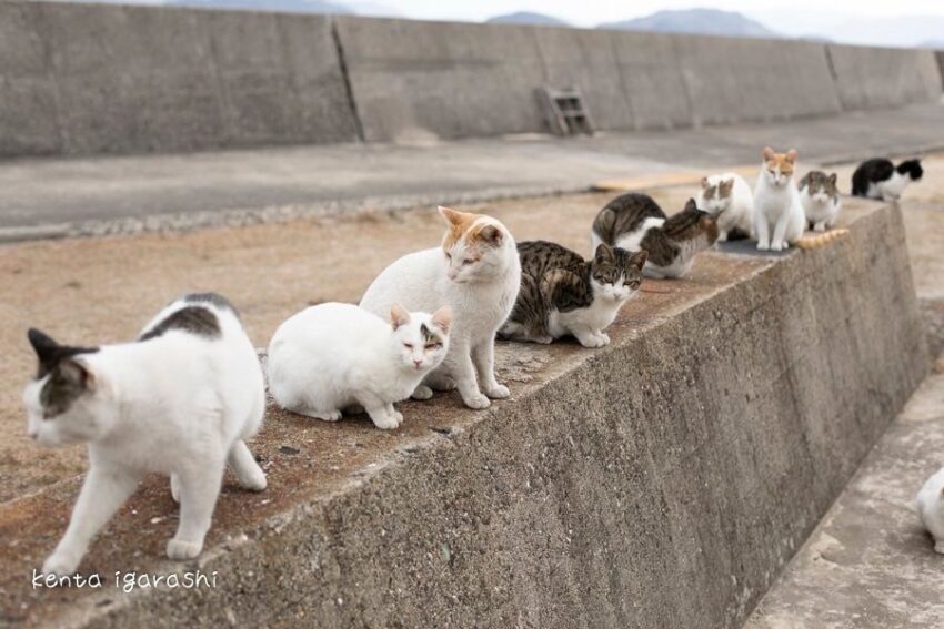 飛び猫 写真家:五十嵐健太 5