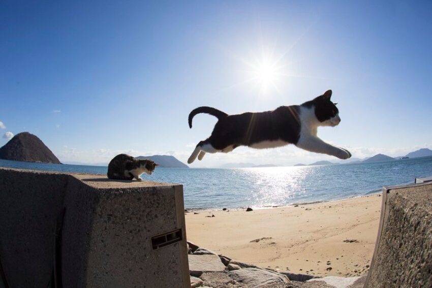 飛び猫 写真家:五十嵐健太 4