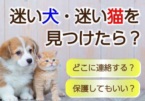 迷い犬・迷い猫をみつけたら？