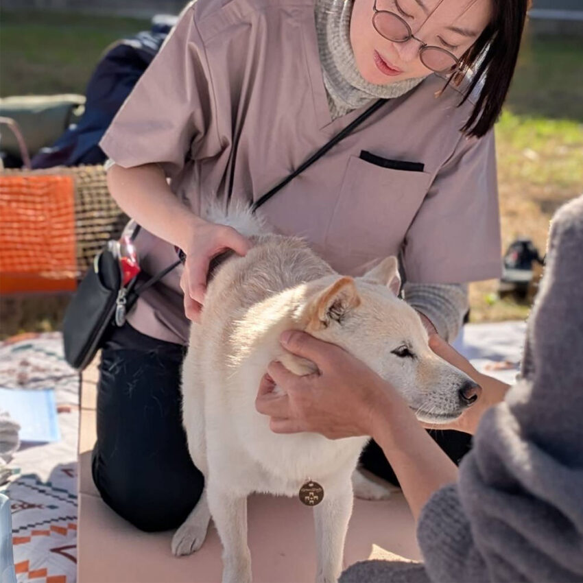 犬猫整体院shApe 2
