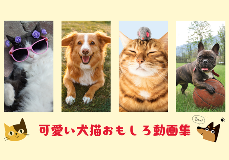 可愛い犬猫おもしろ動画集