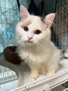 新しい家族が増えました。