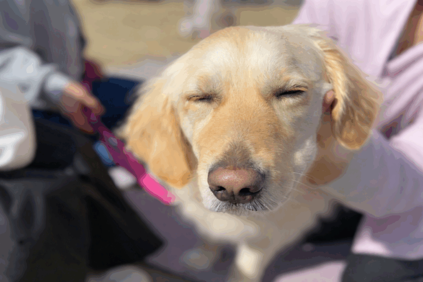 KDC(Kanako's Dog&Cat Chiropractic) 3