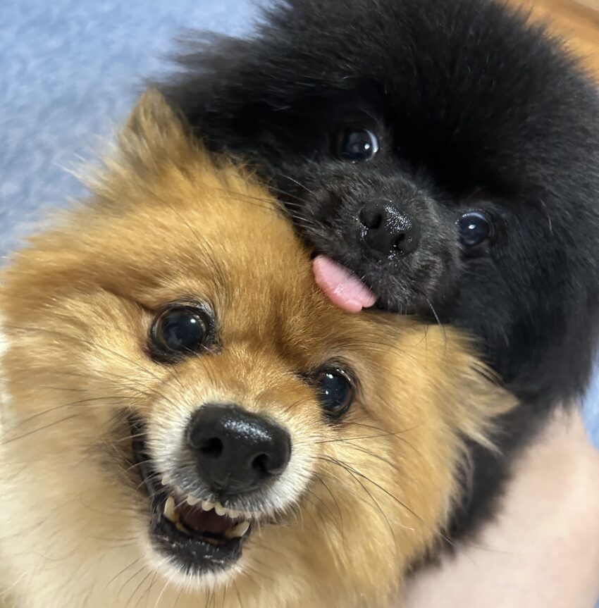まるちゃん、ぶんちゃん