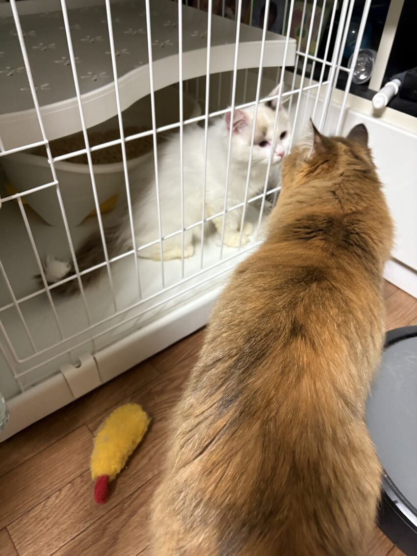 新しい家族が増えました。1