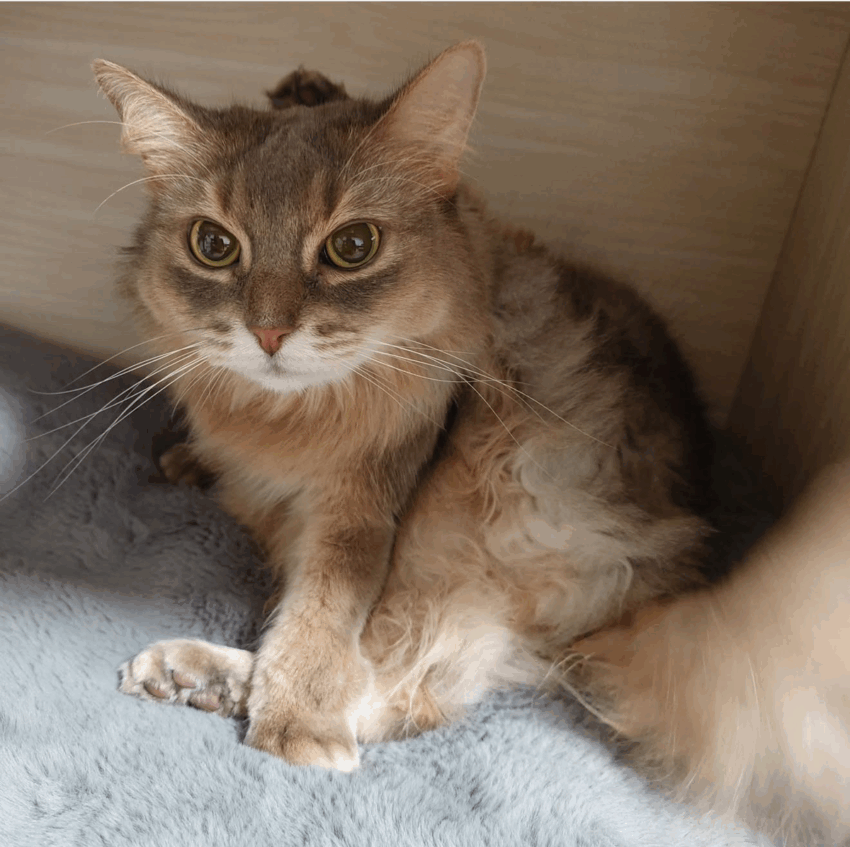 かがり♀ かがり♀