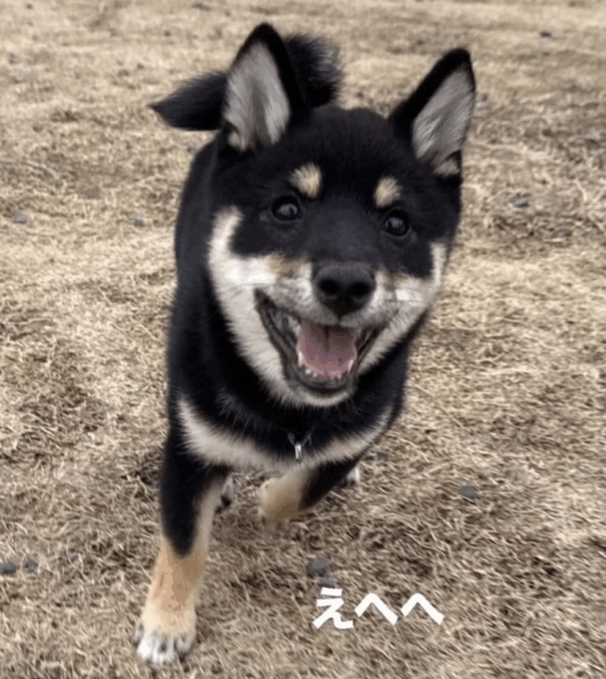 オレオ♂ オレオ♂