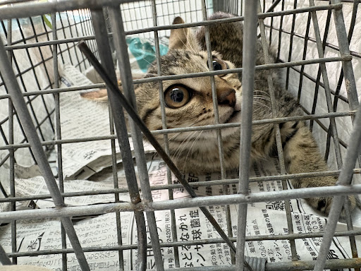 チャリ♡ボラ 4