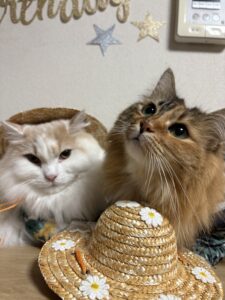 猫ちゃんも♡