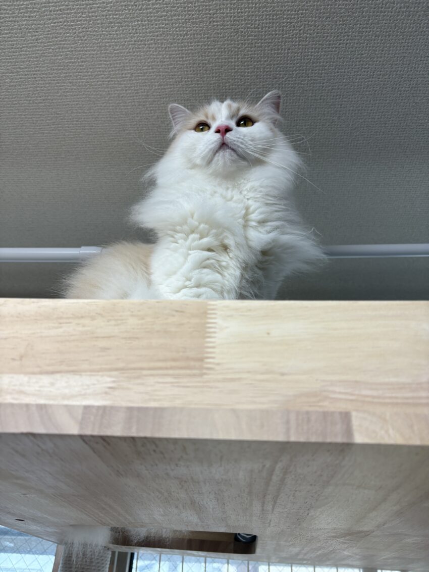 2歳になりました♡4