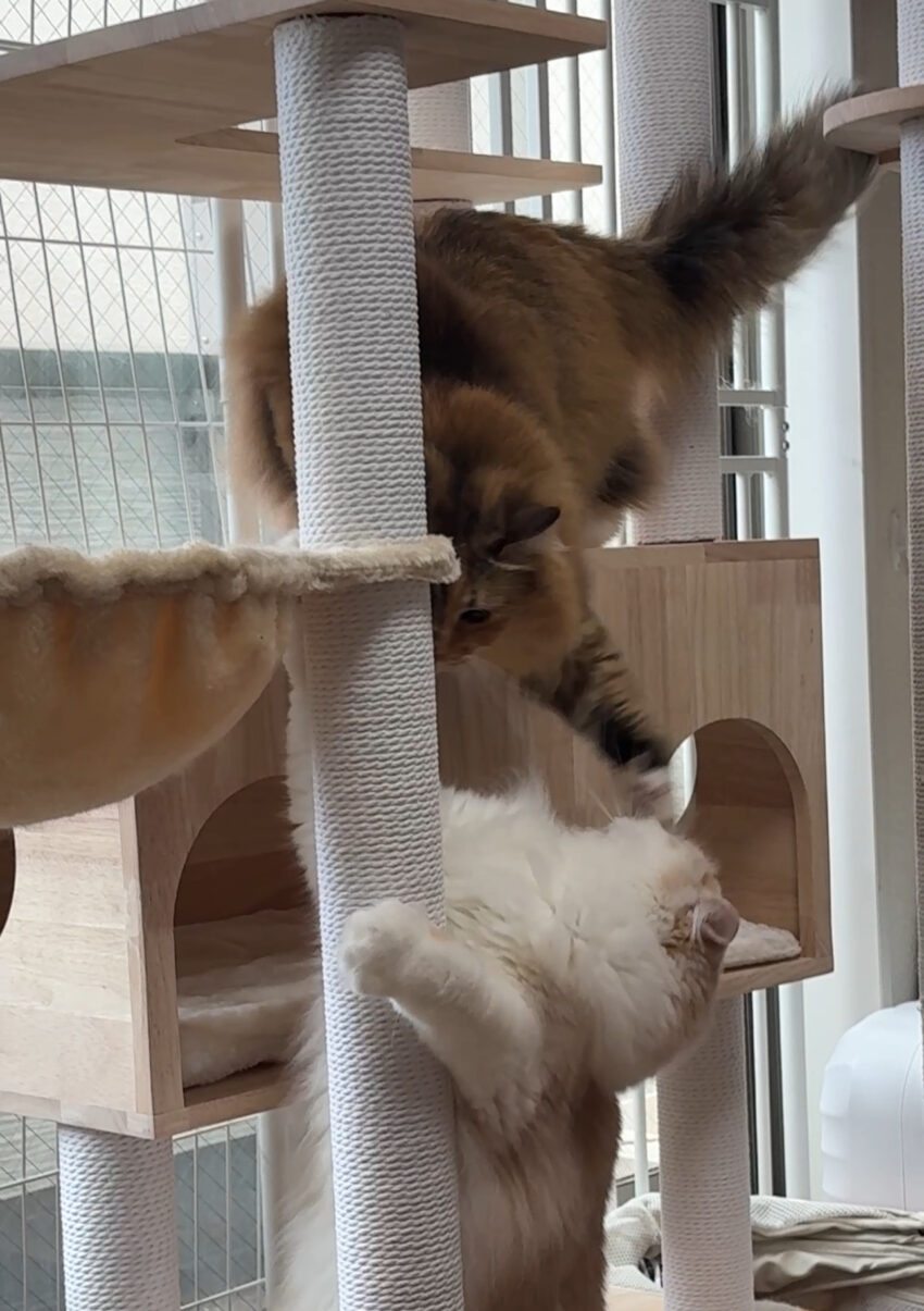 2歳になりました♡3
