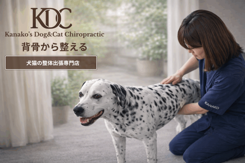 KDC(Kanako's Dog&Cat Chiropractic)