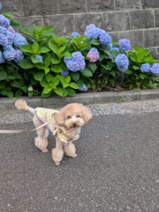 紫陽花