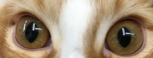 猫にまつ毛は「ない」