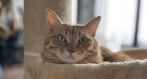 猫にウェットフードは本当に歯周病になりやすいのか？