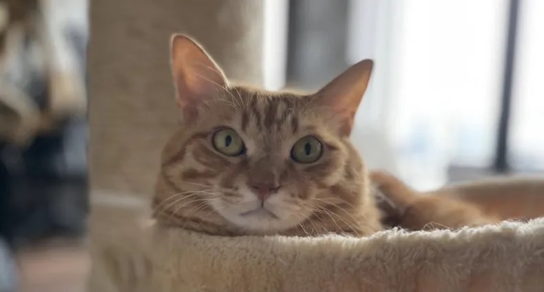 猫にウェットフードは本当に歯周病になりやすいのか？